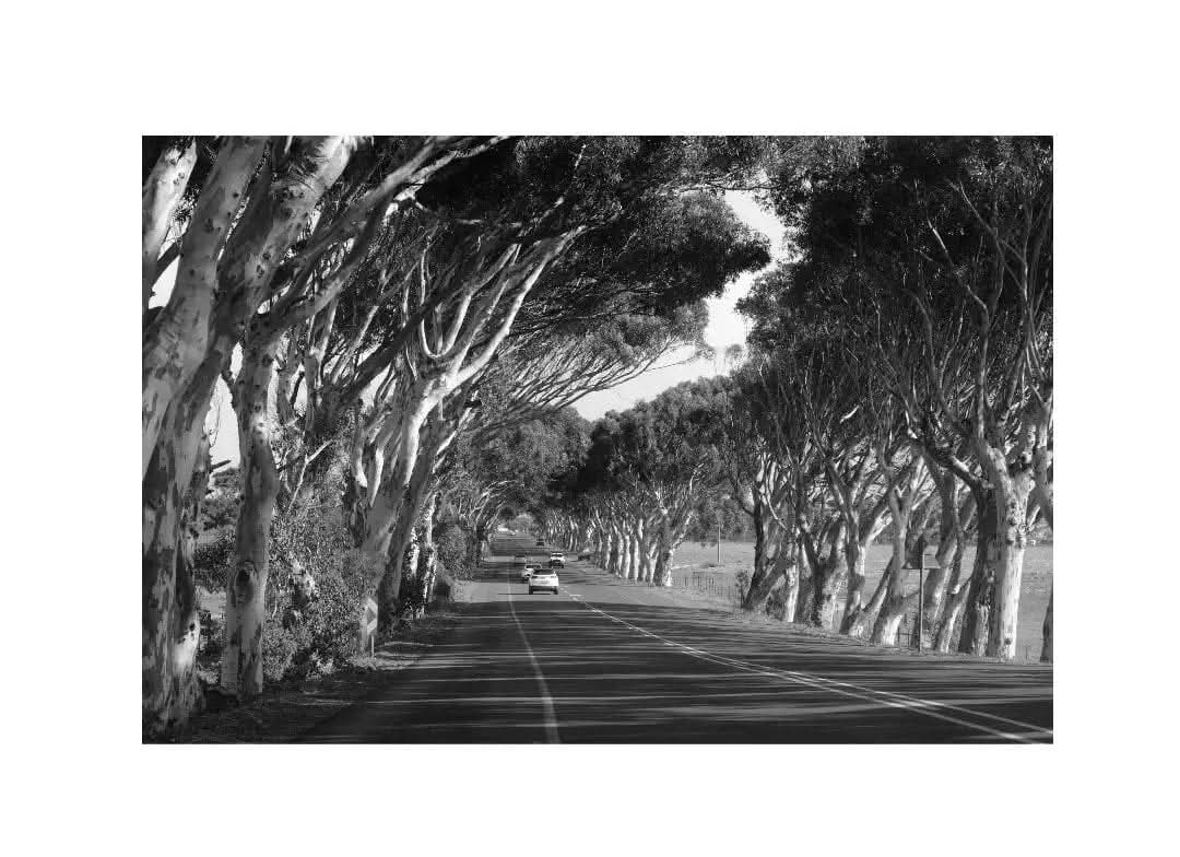 Black and white avenue of gum trees over a road
